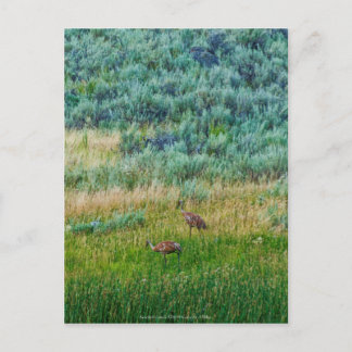Sandhill Cranes Postcard
