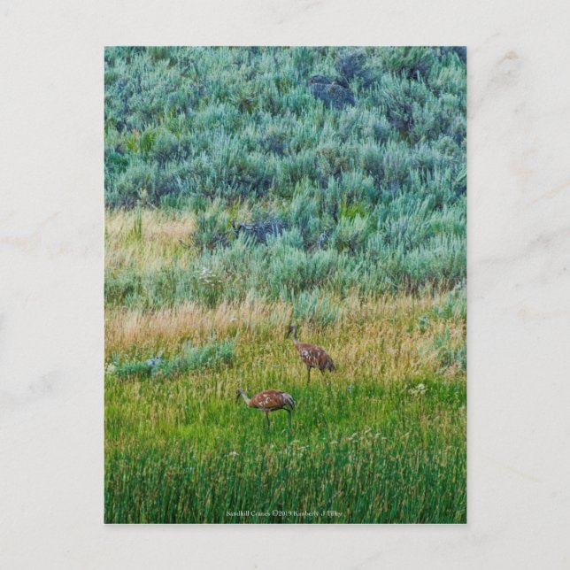 Sandhill Cranes Postcard (Front)