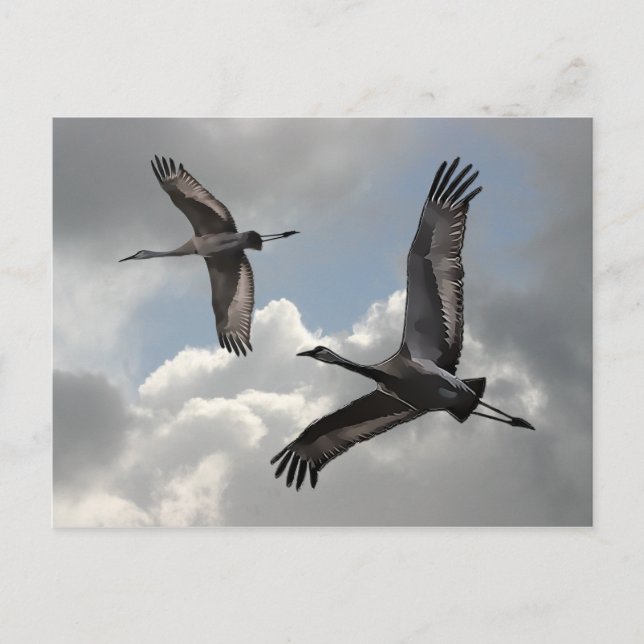 SANDHILL CRANES POSTCARD (Front)