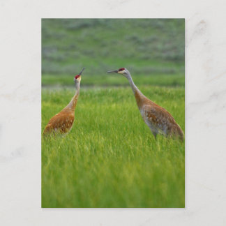 Sandhill Cranes Postcard