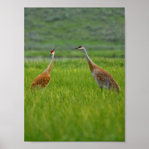 sandhill cranes poster