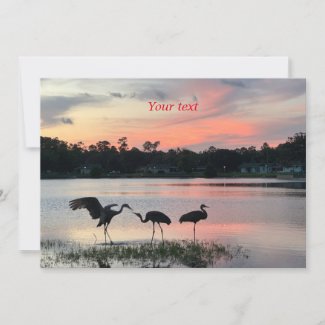 Sandhill cranes silhouette at sunset at the lake