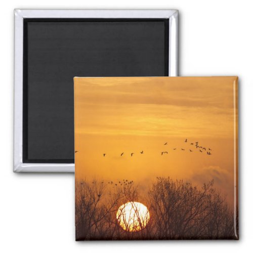 Sandhill cranes silhouetted aginst rising sun magnet