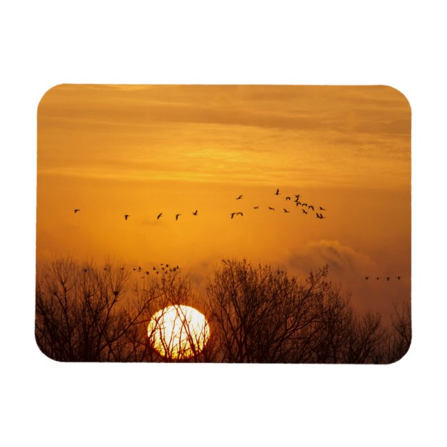 Sandhill cranes silhouetted aginst rising sun magnet (Horizontal)