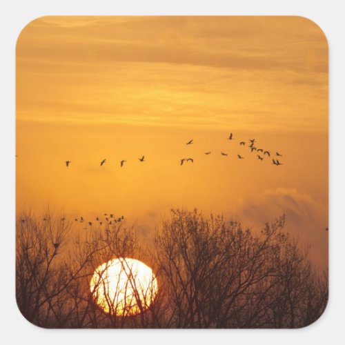 Sandhill cranes silhouetted aginst rising sun square sticker