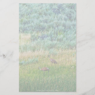 Sandhill Cranes Stationery