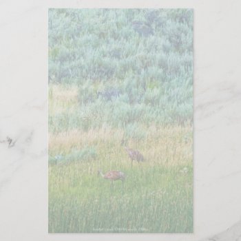 Sandhill Cranes Stationery by DevelopingNature at Zazzle