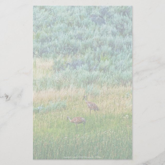 Sandhill Cranes Stationery (Front)