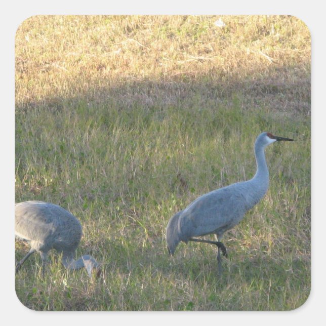 Sandhill Cranes Sticker (Front)
