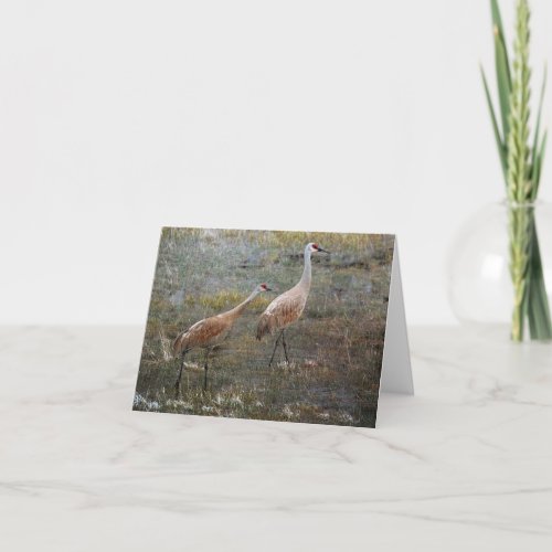 Sandhill Cranes Wildlife Greeting Card