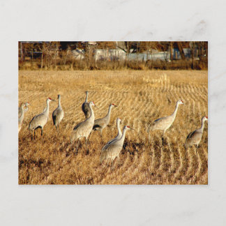 Sandhilll Cranes Postcard