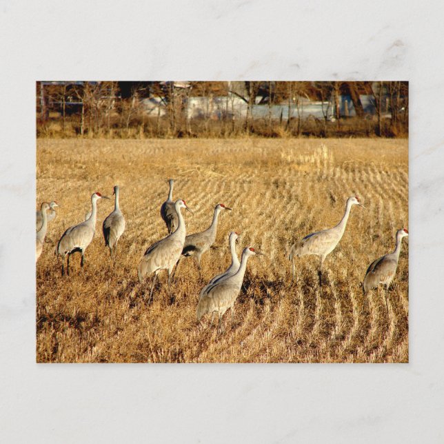 Sandhilll Cranes Postcard (Front)