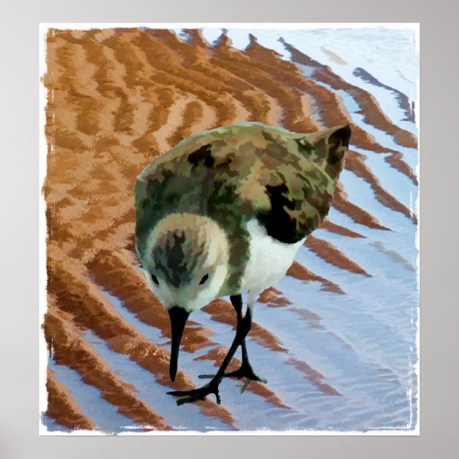 Sandpiper at the Beach Poster (Front)