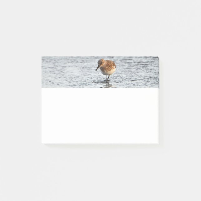 Sandpiper Bird Photo Stationery 4x3 Notes (Front)