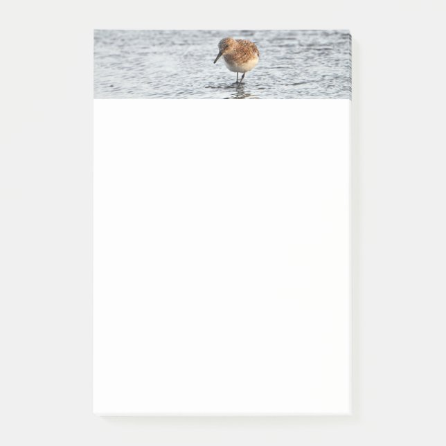 Sandpiper Bird Photo Stationery 4x6 Notes (Front)