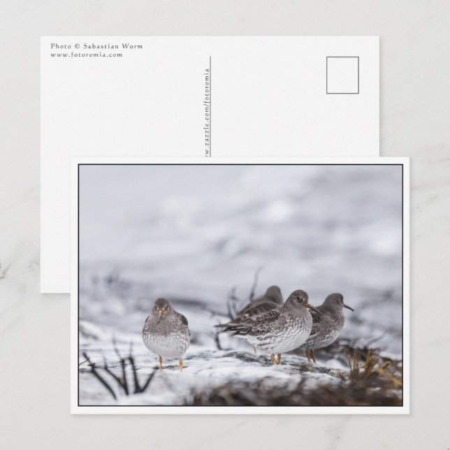Sandpiper Birds Nature Photo Postcard (Front/Back)