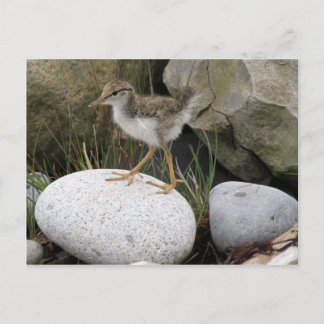 Sandpiper Chick Postcard