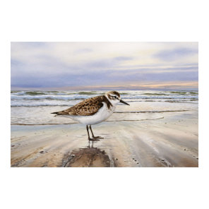 Sandpiper on the Beach Bird Art Poster