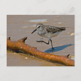 Sandpiper Postcard