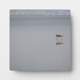 Sandpiper Running Along The Beach Plaque
