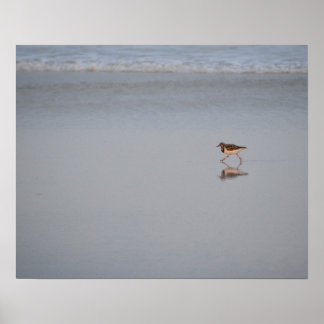 Sandpiper Running Along The Beach Poster