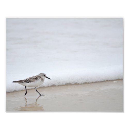 Sandpiper Shorebird Poster Photography Print