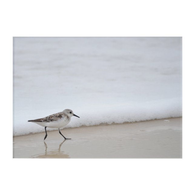 Sandpiper Shorebird Wall Acrylic Photography Print (Front)