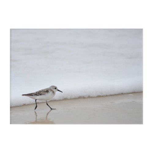 Sandpiper Shorebird Wall Acrylic Photography Print Acrylic Print