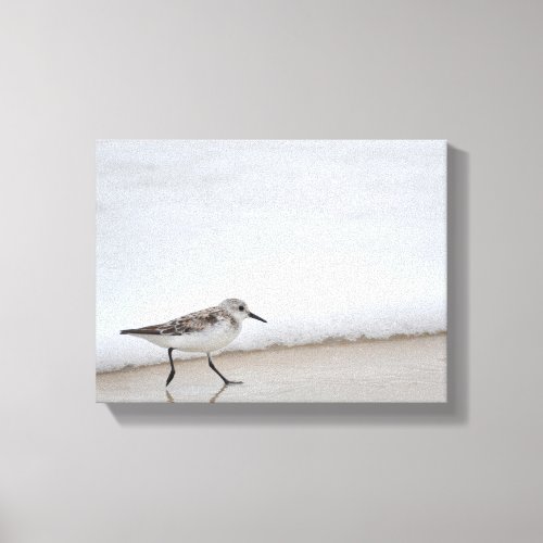 Sandpiper Shorebird Wall Canvas Photography Art