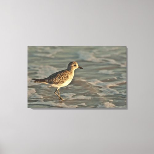 Sandpiper standing in ocean on the beach canvas print