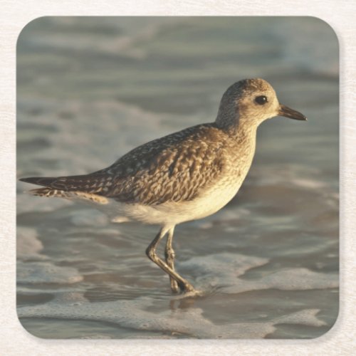 Sandpiper standing in ocean on the beach square paper coaster