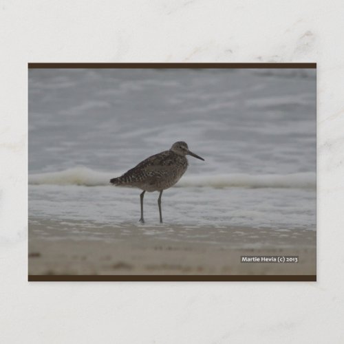 Sandpiper V  Blue Beach Song Postcard