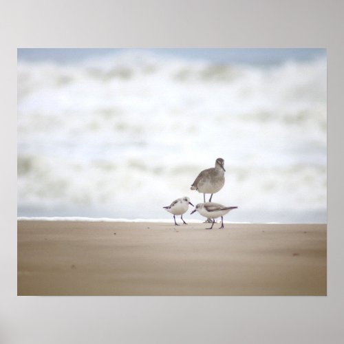 Sandpiper with Two Sanderlings on the Beach 16x20 Poster