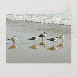 Sandpipers at the ocean's edge postcard
