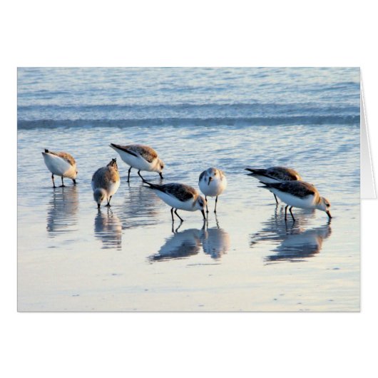 Sandpipers Cards (Front Horizontal)