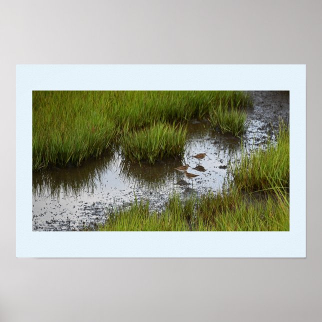 Sandpipers in the Marsh Poster (Front)