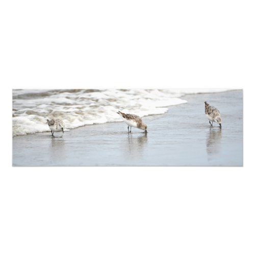 Sandpipers on the Beach Large Photo Print