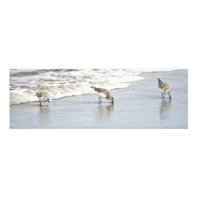 Sandpipers on the Beach Large Photo Print (Front)