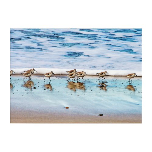 Sandpipers Running Along The Beach Acrylic Print
