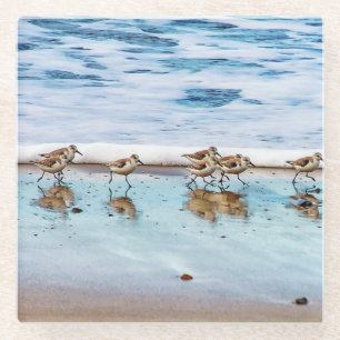 Sandpipers Running Along The Beach Glass Coaster