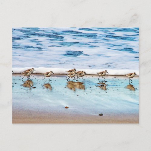 Sandpipers Running Along The Beach Postcard