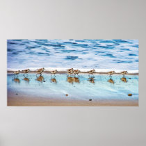 Sandpipers Running Along The Beach Poster