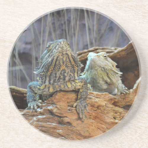 Sandstone Coaster with two curious lizards