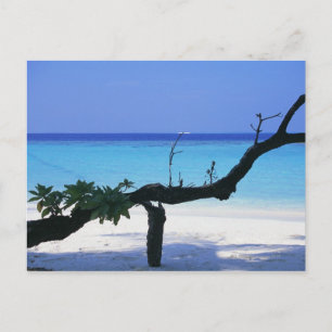Sandy Beach 8 Postcard
