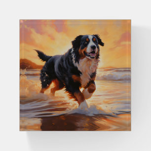 Sandy Paws Bernese Mountain Dog on Beach Sunset  Paperweight