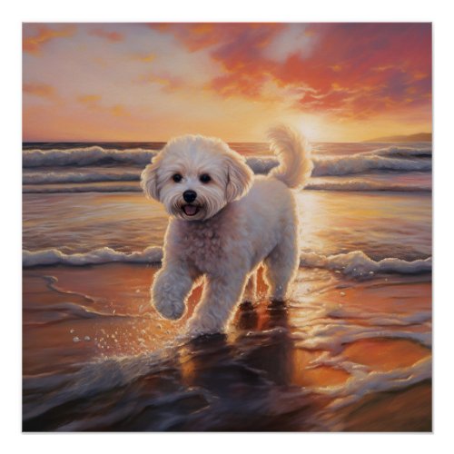 Sandy Paws Bichon Frise Dog on Beach Sunset  Poster