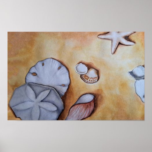 See the Whole Sandy Seashells Collection