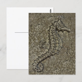 Sandy Textured Seahorse Photograph Postcard