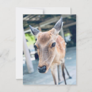 Sanftes Nara Reh Japan Wildlife Postcard