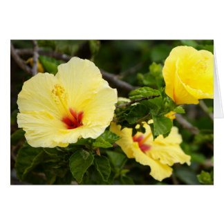 Sanibel Cards